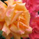 Yellow roses signify friendship, and pink roses mean admiration.
