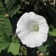 A bindweed flower