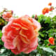 A floral explosion of color