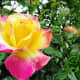 claude-monets-impressionist-gardens-at-giverny