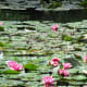 Tropical types of water lilies are considered highly invasive species if they enter natural ponds and wetlands.