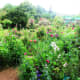 Pebble pathways attempt to separate the ocean of flowers.