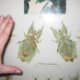 These large leaf insects are native to Malaysia.