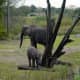 An elefant and her calf on the safari ride