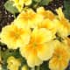 Primulas