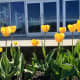 Yellow tulips outside the Coal Harbour Community Centre