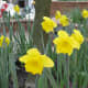 Daffodils are common at this time of year.