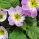 More primulas