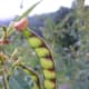 Pea plant growing wild in the backyard