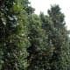 Eastern Tenerife can be breezy and on El Lazareto, the attractive solution is a natural windbreak of Seagrape plants