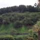 The hillside of what was once a landfill site and the palmetum which has now replaced it