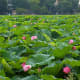 Lotus blossoms in Shinobazu Pond