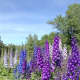Delphiniums