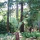 One of the ferns in the fern dell