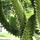 The unusual leaves of a monkey puzzle tree in the garden
