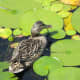 Another view of the female mallard duck