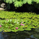 Water lilies