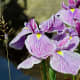 A beautiful iris