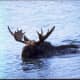 Moose at Isle Royale National Park
