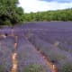 Rows of lavender ready for harvest.