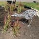The baby sandhll crane