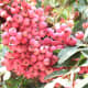 the-ubc-botanical-garden-in-vancouver-british-columbia