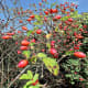 Colourful rose hips 