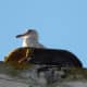  An unconcerned gull nests atop the framework on the dock in the Port of Friday Harbor, watching boats pull in and out.