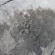 mistaken-point-ecological-reserve-the-oldest-creatures-on-earth-preserved-on-canadas-east-coast