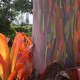 The amazing colors of the Rainbow Eucalyptus tree.