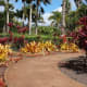 A colorful display of red Ti Leaf plants, decorative pineapple plants, and hibiscus in Dole plantation garden.