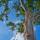Rainbow Eucalyptus tree at Dole Plantation.