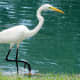 Great Egret in the water at the Houston National Cemetery