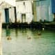 Pelicans in Galveston Waters