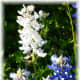 Bluebonnets