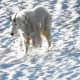 Mountain Goat at the Hidden Lake Overlook @ Glacier National Park
