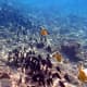 A school of Brown Surgeonfish searching for their next grazing spot.