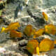 Yellow Tangs are abundant in Hawaii's coral reef.