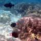 A trio of Pinktail Triggerfish - perhaps the most elegant reef fish in Hawaii.
