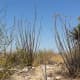 Desert landscape