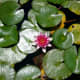 Lotus blossom