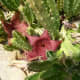 Desert Flower