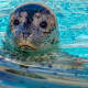 Harbor Seal Pup born at the Milwaukee County Zoo in Milwaukee, Wisconsin
