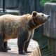 Grizzly Bear at Milwaukee County Zoo in Milwaukee, Wisconsin