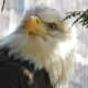 Bald Eagle at the NEW Zoo in Green Bay, Wisconsin