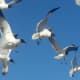Flock of Seagulls...not the band...