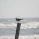 Seagull
