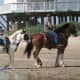 Horseback riding on the beach