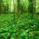 Forest of large flowered Trillium in the Ellison Bluff State Natural Area, Ellison Bay, Wisconsin - Door County