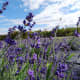Lavender on Washington Island, Door County, Wisconsin
